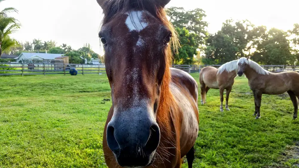 Grassy paddocks, trees, and horses at Hackseed Ranch